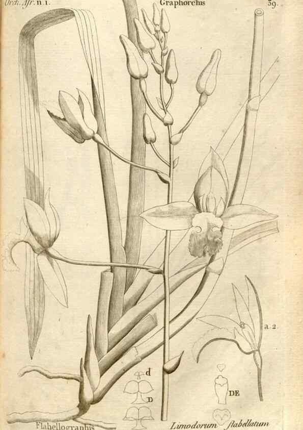 Reproducción/Reproduction 49120924543: Histoire particulière des plantes Orchidées recueillies sur les trois îles australes d'Afrique, de France, de Bourbon et de Madagascar /. Paris :L'auteur,1822.. 