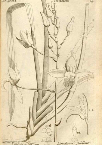 Reproducción/Reproduction 49120924543: Histoire particulière des plantes Orchidées recueillies sur les trois îles australes d'Afrique, de France, de Bourbon et de Madagascar /. Paris :L'auteur,1822.. 
