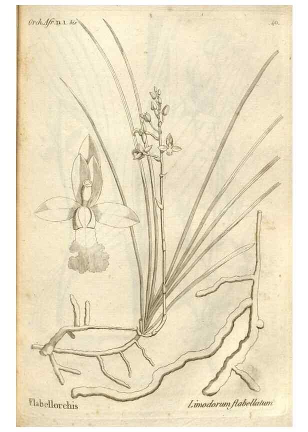 Reproducción/Reproduction 49120924818: Histoire particulière des plantes Orchidées recueillies sur les trois îles australes d'Afrique, de France, de Bourbon et de Madagascar /. Paris :L'auteur,1822.. 