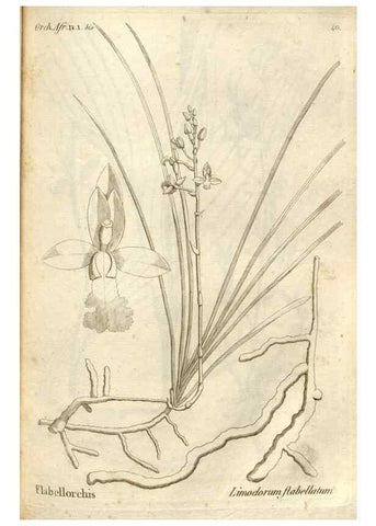 Reproducción/Reproduction 49120924818: Histoire particulière des plantes Orchidées recueillies sur les trois îles australes d'Afrique, de France, de Bourbon et de Madagascar /. Paris :L'auteur,1822.. 
