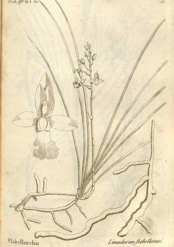 Reproducción/Reproduction 49120924818: Histoire particulière des plantes Orchidées recueillies sur les trois îles australes d'Afrique, de France, de Bourbon et de Madagascar /. Paris :L'auteur,1822.. 