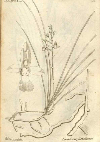 Reproducción/Reproduction 49120924818: Histoire particulière des plantes Orchidées recueillies sur les trois îles australes d'Afrique, de France, de Bourbon et de Madagascar /. Paris :L'auteur,1822.. 