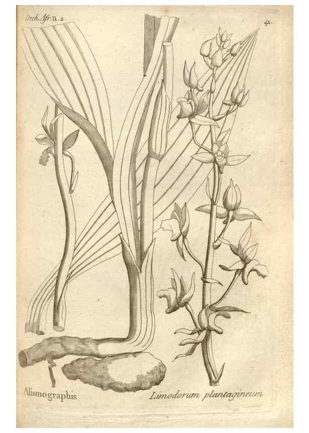 Reproducción/Reproduction 49121428116: Histoire particulière des plantes Orchidées recueillies sur les trois îles australes d'Afrique, de France, de Bourbon et de Madagascar /. Paris :L'auteur,1822.. 