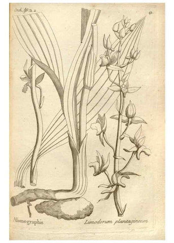 Reproducción/Reproduction 49121428116: Histoire particulière des plantes Orchidées recueillies sur les trois îles australes d'Afrique, de France, de Bourbon et de Madagascar /. Paris :L'auteur,1822.. 