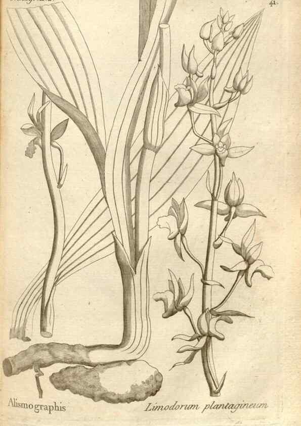 Reproducción/Reproduction 49121428116: Histoire particulière des plantes Orchidées recueillies sur les trois îles australes d'Afrique, de France, de Bourbon et de Madagascar /. Paris :L'auteur,1822.. 