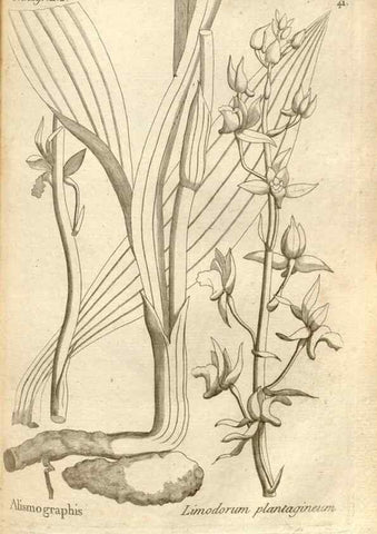 Reproducción/Reproduction 49121428116: Histoire particulière des plantes Orchidées recueillies sur les trois îles australes d'Afrique, de France, de Bourbon et de Madagascar /. Paris :L'auteur,1822.. 