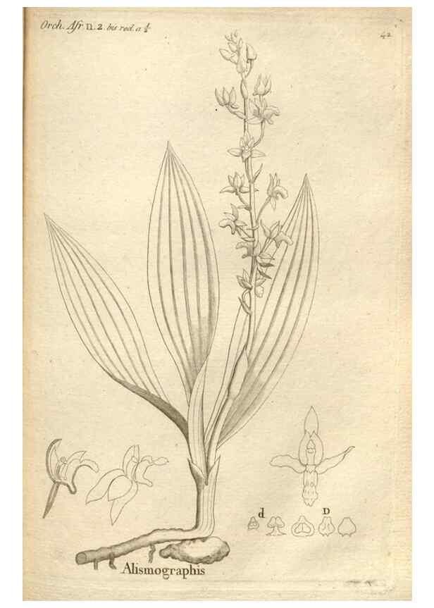 Reproducción/Reproduction 49120925473: Histoire particulière des plantes Orchidées recueillies sur les trois îles australes d'Afrique, de France, de Bourbon et de Madagascar /. Paris :L'auteur,1822.. 