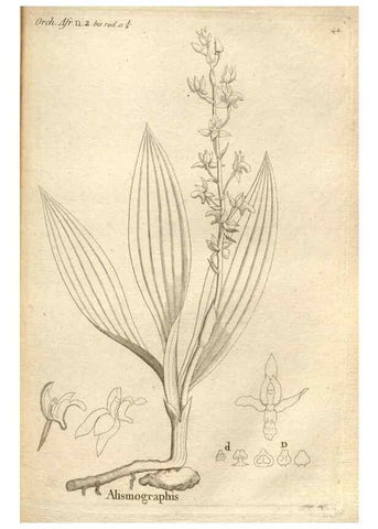 Reproducción/Reproduction 49120925473: Histoire particulière des plantes Orchidées recueillies sur les trois îles australes d'Afrique, de France, de Bourbon et de Madagascar /. Paris :L'auteur,1822.. 