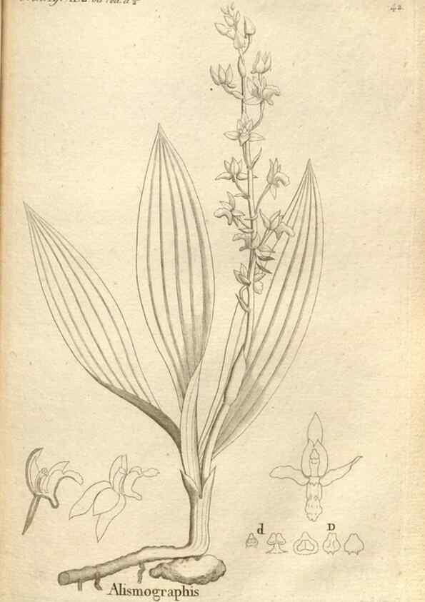 Reproducción/Reproduction 49120925473: Histoire particulière des plantes Orchidées recueillies sur les trois îles australes d'Afrique, de France, de Bourbon et de Madagascar /. Paris :L'auteur,1822.. 