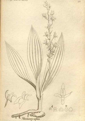 Reproducción/Reproduction 49120925473: Histoire particulière des plantes Orchidées recueillies sur les trois îles australes d'Afrique, de France, de Bourbon et de Madagascar /. Paris :L'auteur,1822.. 