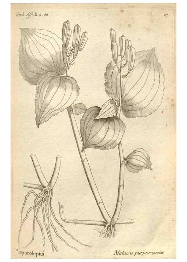 Reproducción/Reproduction 49121614107: Histoire particulière des plantes Orchidées recueillies sur les trois îles australes d'Afrique, de France, de Bourbon et de Madagascar /. Paris :L'auteur,1822.. 