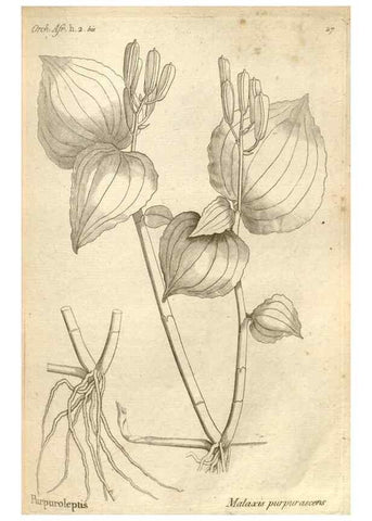 Reproducción/Reproduction 49121614107: Histoire particulière des plantes Orchidées recueillies sur les trois îles australes d'Afrique, de France, de Bourbon et de Madagascar /. Paris :L'auteur,1822.. 