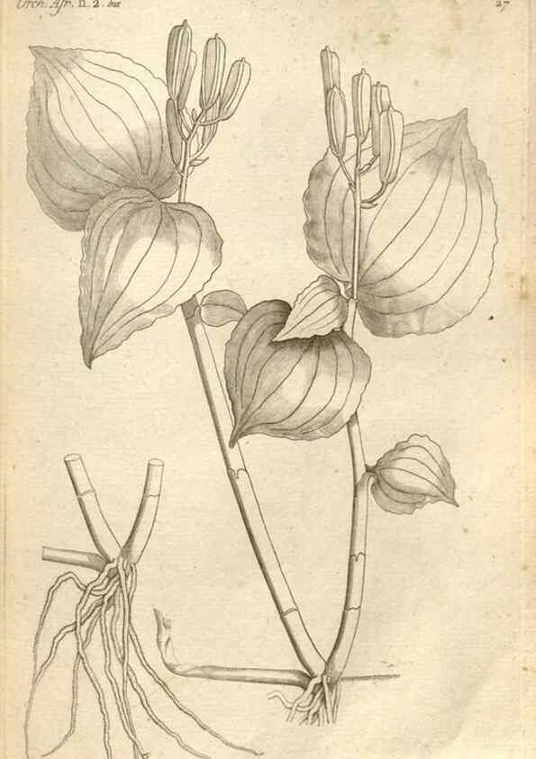 Reproducción/Reproduction 49121614107: Histoire particulière des plantes Orchidées recueillies sur les trois îles australes d'Afrique, de France, de Bourbon et de Madagascar /. Paris :L'auteur,1822.. 