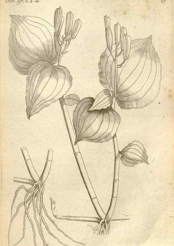Reproducción/Reproduction 49121614107: Histoire particulière des plantes Orchidées recueillies sur les trois îles australes d'Afrique, de France, de Bourbon et de Madagascar /. Paris :L'auteur,1822.. 