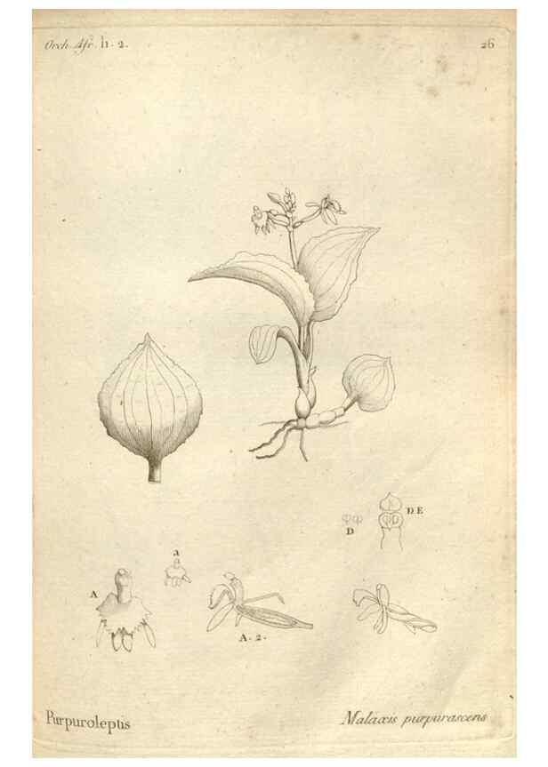 Reproducción/Reproduction 49120920618: Histoire particulière des plantes Orchidées recueillies sur les trois îles australes d'Afrique, de France, de Bourbon et de Madagascar /. Paris :L'auteur,1822.. 