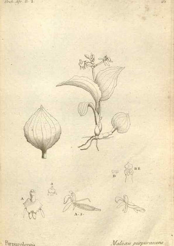 Reproducción/Reproduction 49120920618: Histoire particulière des plantes Orchidées recueillies sur les trois îles australes d'Afrique, de France, de Bourbon et de Madagascar /. Paris :L'auteur,1822.. 