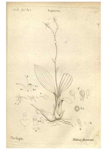 Reproducción/Reproduction 49121613362: Histoire particulière des plantes Orchidées recueillies sur les trois îles australes d'Afrique, de France, de Bourbon et de Madagascar /. Paris :L'auteur,1822.. 