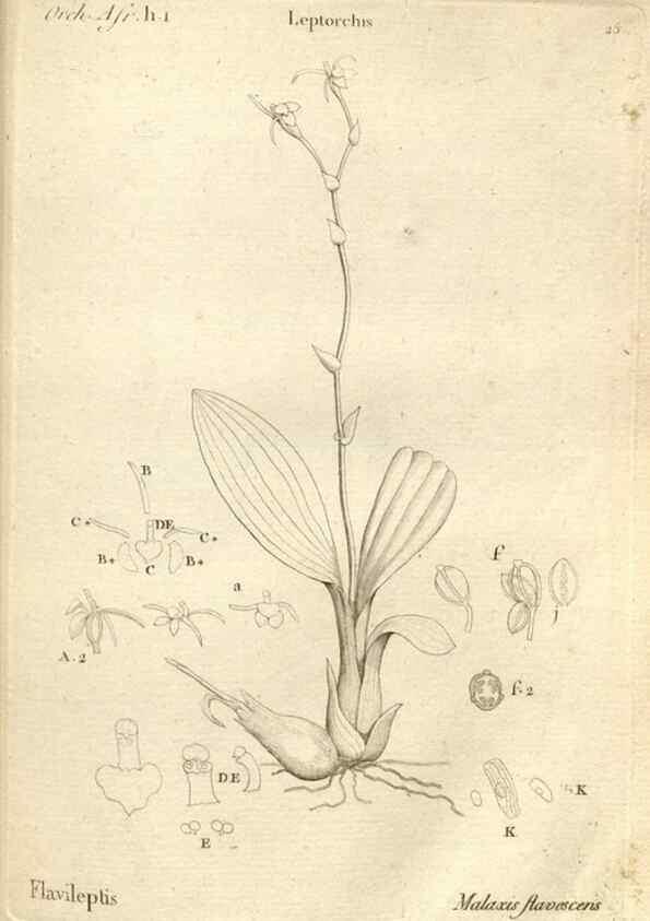 Reproducción/Reproduction 49121613362: Histoire particulière des plantes Orchidées recueillies sur les trois îles australes d'Afrique, de France, de Bourbon et de Madagascar /. Paris :L'auteur,1822.. 
