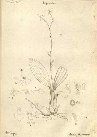 Reproducción/Reproduction 49121613362: Histoire particulière des plantes Orchidées recueillies sur les trois îles australes d'Afrique, de France, de Bourbon et de Madagascar /. Paris :L'auteur,1822.. 