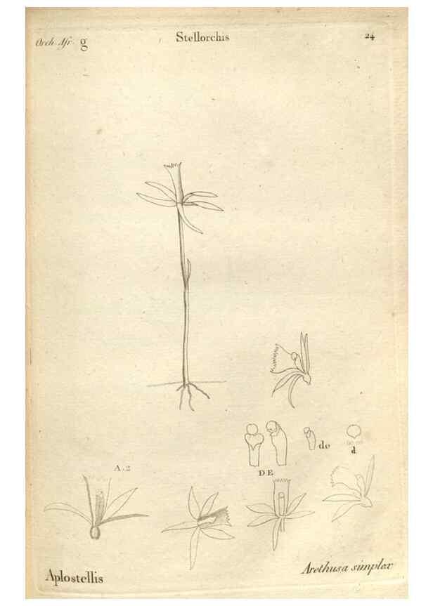 Reproducción/Reproduction 49121613092: Histoire particulière des plantes Orchidées recueillies sur les trois îles australes d'Afrique, de France, de Bourbon et de Madagascar /. Paris :L'auteur,1822.. 