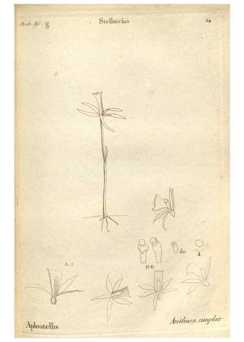 Reproducción/Reproduction 49121613092: Histoire particulière des plantes Orchidées recueillies sur les trois îles australes d'Afrique, de France, de Bourbon et de Madagascar /. Paris :L'auteur,1822.. 