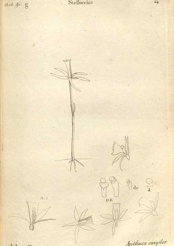 Reproducción/Reproduction 49121613092: Histoire particulière des plantes Orchidées recueillies sur les trois îles australes d'Afrique, de France, de Bourbon et de Madagascar /. Paris :L'auteur,1822.. 
