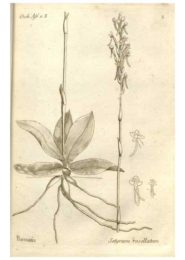 Reproducción/Reproduction 49121608552: Histoire particulière des plantes Orchidées recueillies sur les trois îles australes d'Afrique, de France, de Bourbon et de Madagascar /. Paris :L'auteur,1822.. 