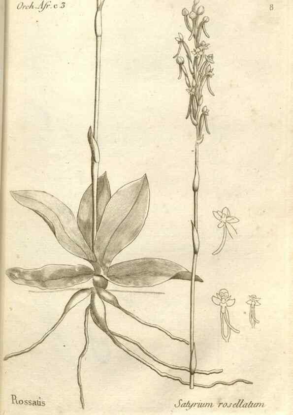 Reproducción/Reproduction 49121608552: Histoire particulière des plantes Orchidées recueillies sur les trois îles australes d'Afrique, de France, de Bourbon et de Madagascar /. Paris :L'auteur,1822.. 