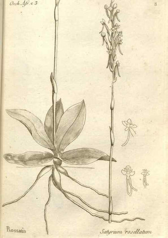 Reproducción/Reproduction 49121608552: Histoire particulière des plantes Orchidées recueillies sur les trois îles australes d'Afrique, de France, de Bourbon et de Madagascar /. Paris :L'auteur,1822.. 