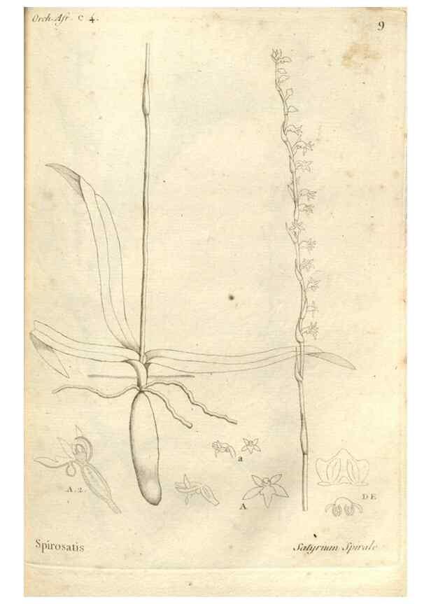 Reproducción/Reproduction 49121418751: Histoire particulière des plantes Orchidées recueillies sur les trois îles australes d'Afrique, de France, de Bourbon et de Madagascar /. Paris :L'auteur,1822.. 