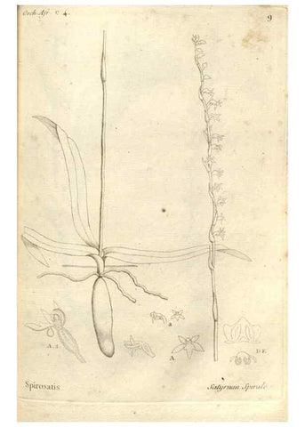 Reproducción/Reproduction 49121418751: Histoire particulière des plantes Orchidées recueillies sur les trois îles australes d'Afrique, de France, de Bourbon et de Madagascar /. Paris :L'auteur,1822.. 