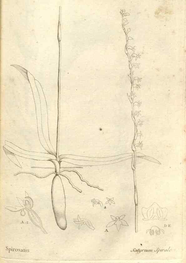Reproducción/Reproduction 49121418751: Histoire particulière des plantes Orchidées recueillies sur les trois îles australes d'Afrique, de France, de Bourbon et de Madagascar /. Paris :L'auteur,1822.. 