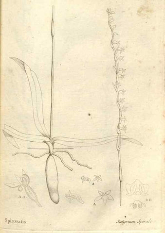 Reproducción/Reproduction 49121418751: Histoire particulière des plantes Orchidées recueillies sur les trois îles australes d'Afrique, de France, de Bourbon et de Madagascar /. Paris :L'auteur,1822.. 