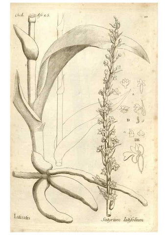 Reproducción/Reproduction 49121608982: Histoire particulière des plantes Orchidées recueillies sur les trois îles australes d'Afrique, de France, de Bourbon et de Madagascar /. Paris :L'auteur,1822.. 