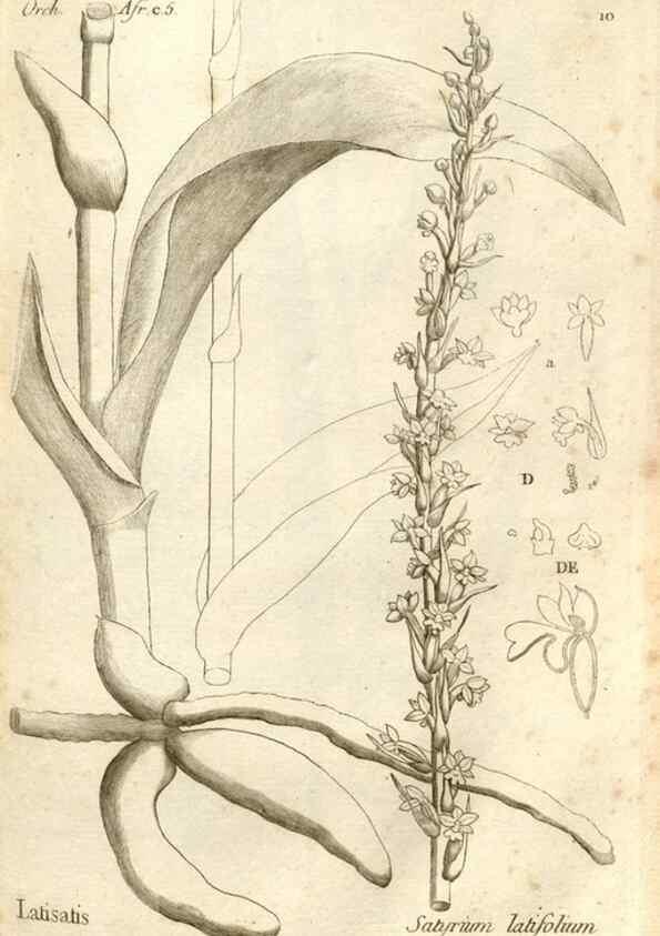 Reproducción/Reproduction 49121608982: Histoire particulière des plantes Orchidées recueillies sur les trois îles australes d'Afrique, de France, de Bourbon et de Madagascar /. Paris :L'auteur,1822.. 