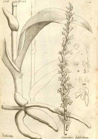 Reproducción/Reproduction 49121608982: Histoire particulière des plantes Orchidées recueillies sur les trois îles australes d'Afrique, de France, de Bourbon et de Madagascar /. Paris :L'auteur,1822.. 