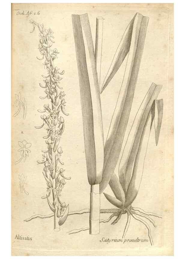 Reproducción/Reproduction 49121609247: Histoire particulière des plantes Orchidées recueillies sur les trois îles australes d'Afrique, de France, de Bourbon et de Madagascar /. Paris :L'auteur,1822.. 