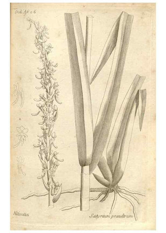 Reproducción/Reproduction 49121609247: Histoire particulière des plantes Orchidées recueillies sur les trois îles australes d'Afrique, de France, de Bourbon et de Madagascar /. Paris :L'auteur,1822.. 