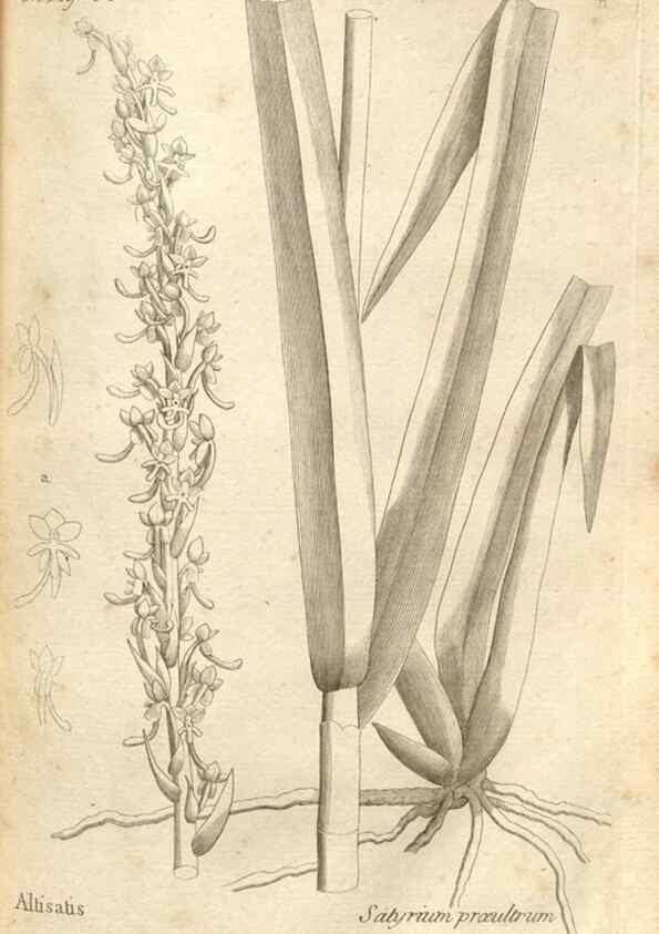 Reproducción/Reproduction 49121609247: Histoire particulière des plantes Orchidées recueillies sur les trois îles australes d'Afrique, de France, de Bourbon et de Madagascar /. Paris :L'auteur,1822.. 