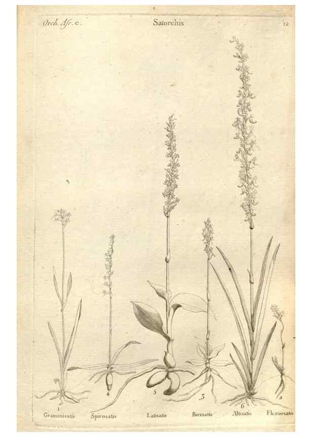 Reproducción/Reproduction 49121419671: Histoire particulière des plantes Orchidées recueillies sur les trois îles australes d'Afrique, de France, de Bourbon et de Madagascar /. Paris :L'auteur,1822.. 