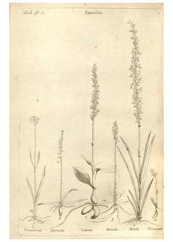 Reproducción/Reproduction 49121419671: Histoire particulière des plantes Orchidées recueillies sur les trois îles australes d'Afrique, de France, de Bourbon et de Madagascar /. Paris :L'auteur,1822.. 
