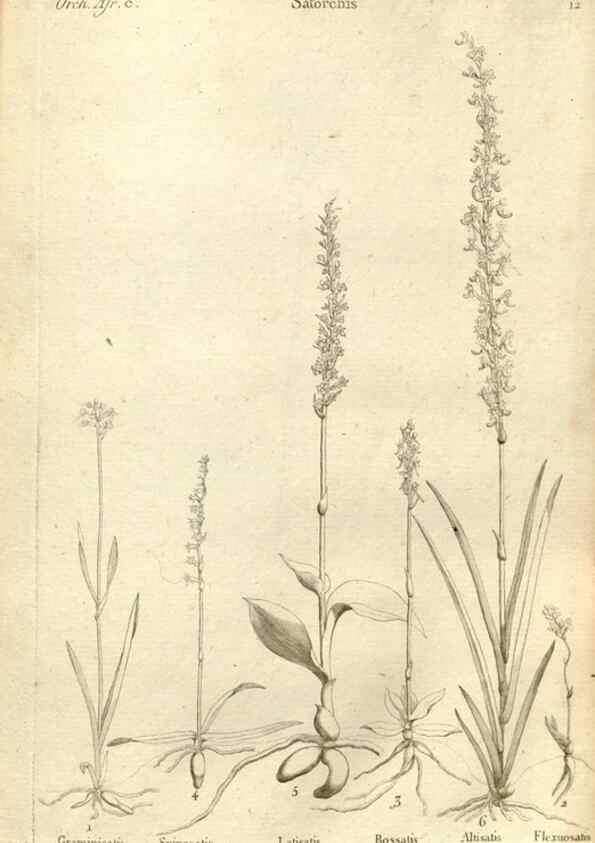 Reproducción/Reproduction 49121419671: Histoire particulière des plantes Orchidées recueillies sur les trois îles australes d'Afrique, de France, de Bourbon et de Madagascar /. Paris :L'auteur,1822.. 