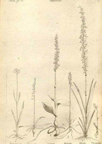 Reproducción/Reproduction 49121419671: Histoire particulière des plantes Orchidées recueillies sur les trois îles australes d'Afrique, de France, de Bourbon et de Madagascar /. Paris :L'auteur,1822.. 