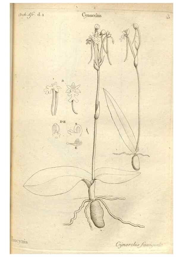 Reproducción/Reproduction 49121609797: Histoire particulière des plantes Orchidées recueillies sur les trois îles australes d'Afrique, de France, de Bourbon et de Madagascar /. Paris :L'auteur,1822.. 