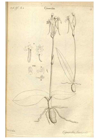 Reproducción/Reproduction 49121609797: Histoire particulière des plantes Orchidées recueillies sur les trois îles australes d'Afrique, de France, de Bourbon et de Madagascar /. Paris :L'auteur,1822.. 