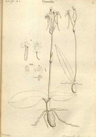 Reproducción/Reproduction 49121609797: Histoire particulière des plantes Orchidées recueillies sur les trois îles australes d'Afrique, de France, de Bourbon et de Madagascar /. Paris :L'auteur,1822.. 