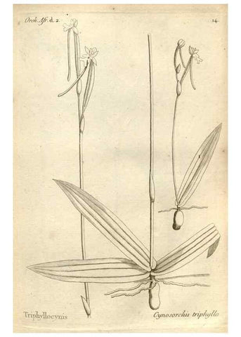 Reproducción/Reproduction 49120917038: Histoire particulière des plantes Orchidées recueillies sur les trois îles australes d'Afrique, de France, de Bourbon et de Madagascar /. Paris :L'auteur,1822.. 