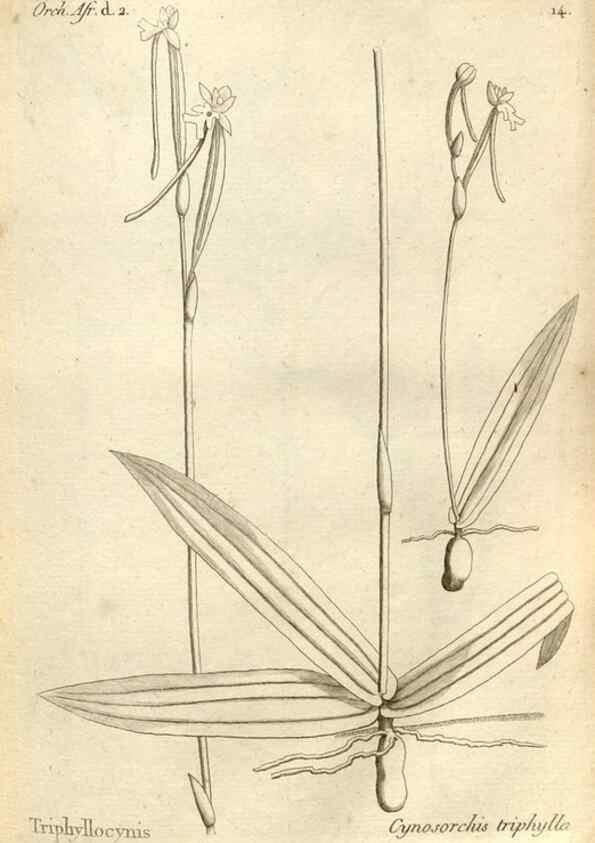 Reproducción/Reproduction 49120917038: Histoire particulière des plantes Orchidées recueillies sur les trois îles australes d'Afrique, de France, de Bourbon et de Madagascar /. Paris :L'auteur,1822.. 