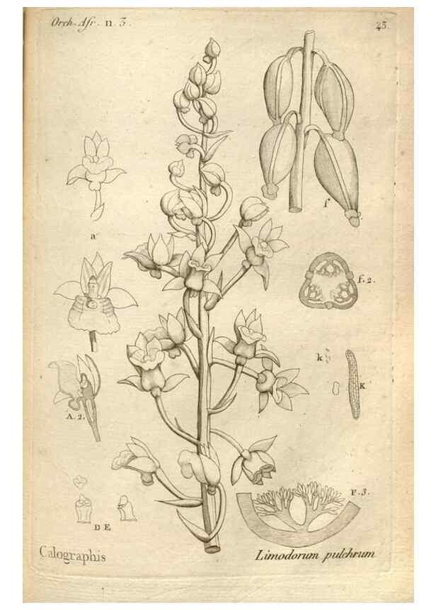 Reproducción/Reproduction 49121428616: Histoire particulière des plantes Orchidées recueillies sur les trois îles australes d'Afrique, de France, de Bourbon et de Madagascar /. Paris :L'auteur,1822.. 
