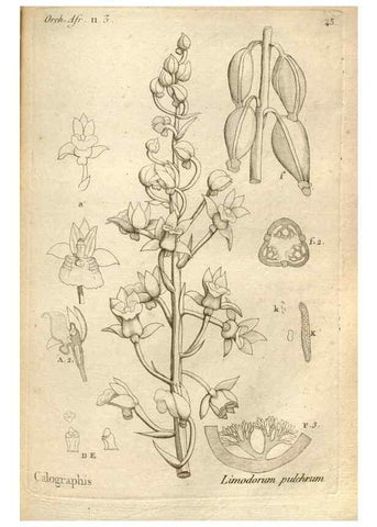 Reproducción/Reproduction 49121428616: Histoire particulière des plantes Orchidées recueillies sur les trois îles australes d'Afrique, de France, de Bourbon et de Madagascar /. Paris :L'auteur,1822.. 